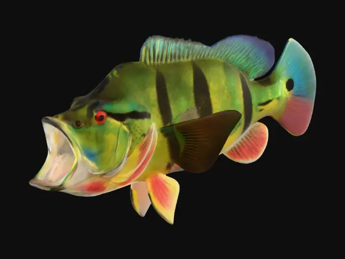 3D model for Peacock Splash