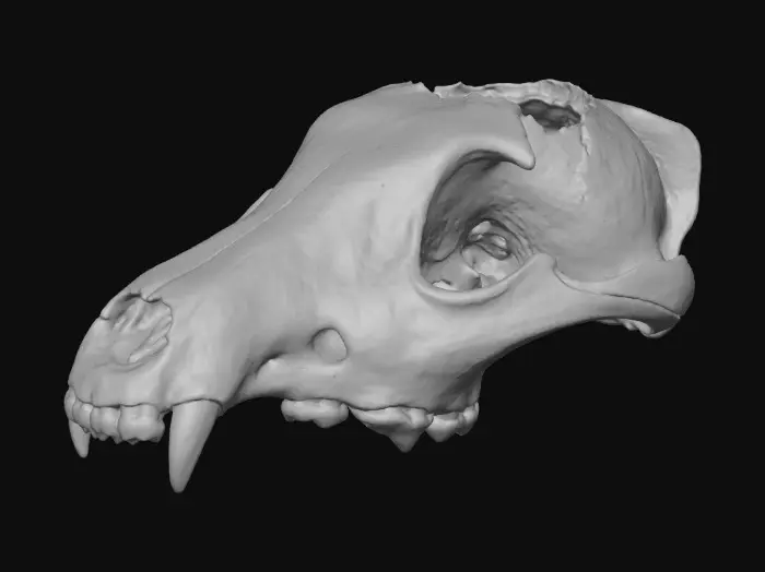 3D model for Ancient Predator Remains