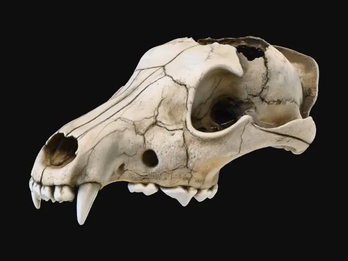 3D model for Ancient Predator Remains