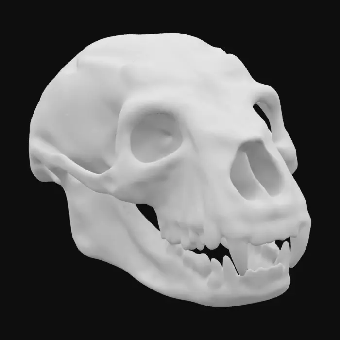 3D model for highly detailed and photo realistic black bear skull empty planter