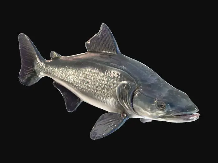 3D model for A sturgeon fish with shiny scales and large eyes.