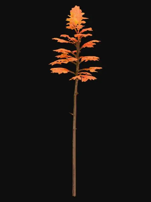 3D model for A Maple tree with detailed autumn colored leaves and a textured trunk.