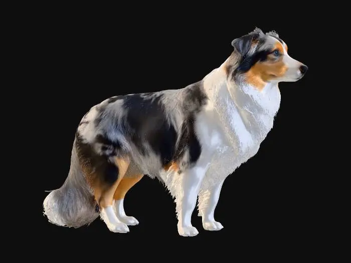 3D model for Blue Merle Majesty