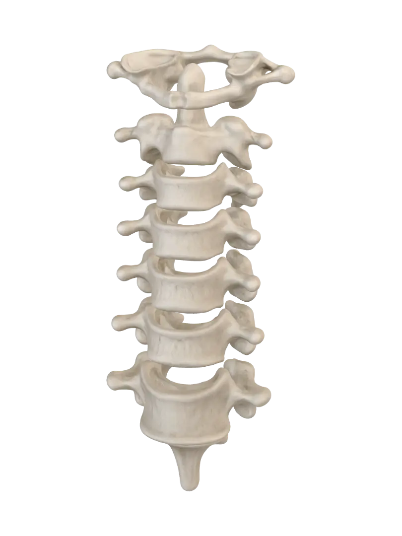 Cervical Vertebrae C1-C7 3D model, vytvořený pomocí AI
