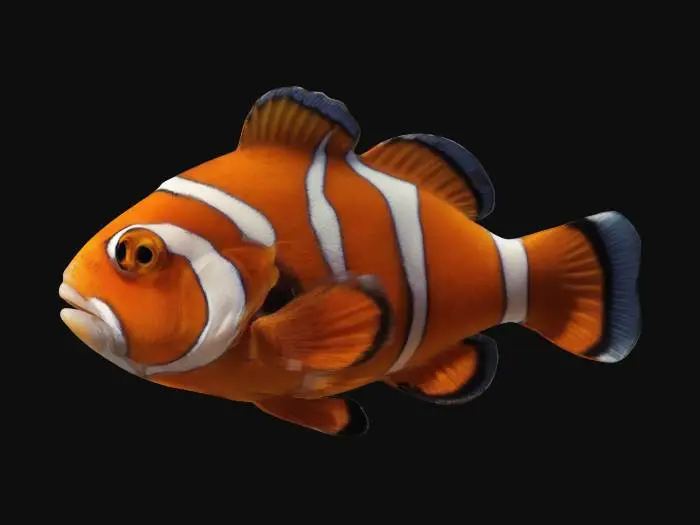 3D model for Clownfish in a neutral pose, hyper realistic, detailed, 4K