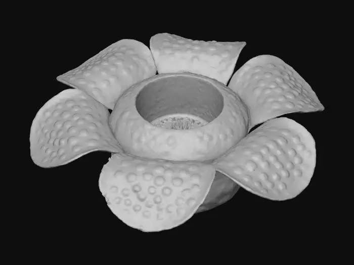 3D model for Rafflesia Bloom