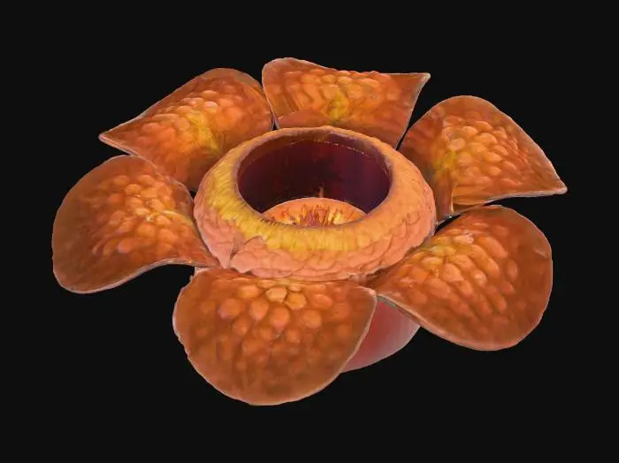 3D model for Rafflesia Bloom