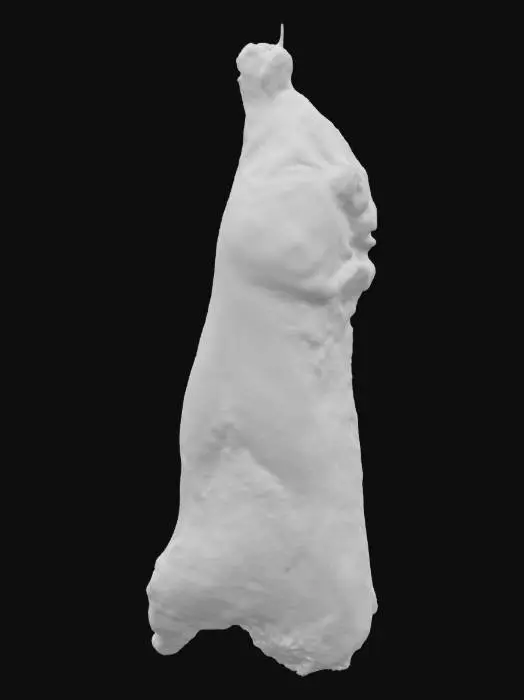 3D model for Beef Carcass Display