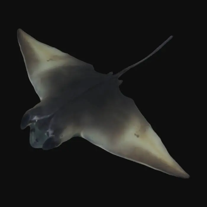 3D model for oceanic manta ray in a neutral pose, hyper realistic, 4K