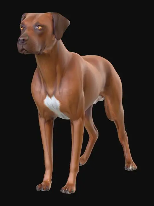 3D model for Ultra realistic ultra detail dog of a pointer class breed. Ultra high quality realistic textures. Solid infill.