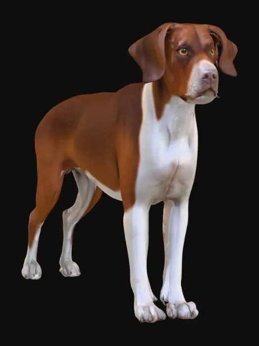 3D model for Ultra realistic ultra detail dog of a pointer class breed. Ultra high quality realistic textures. Solid infill.