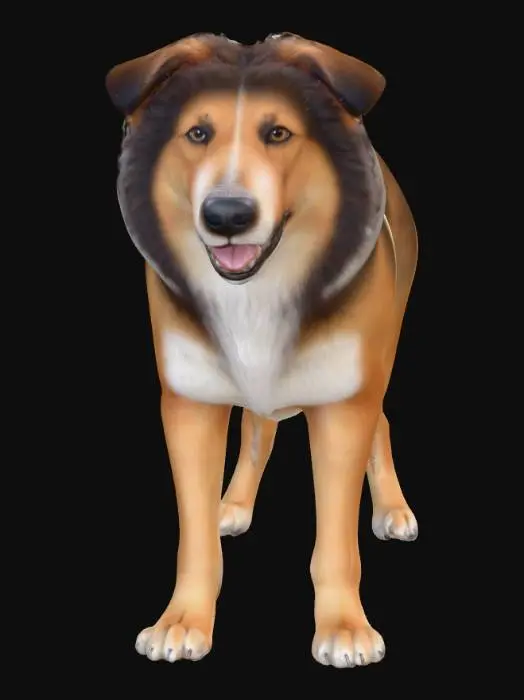 3D model for Ultra realistic ultra detail dog of a herding class breed. Ultra high quality realistic textures. Solid infill.