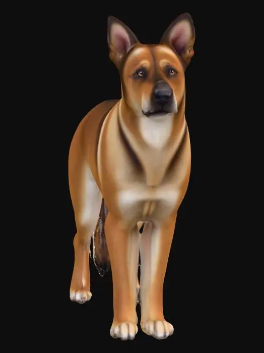 3D model for Ultra realistic ultra detail dog of a herding class breed. Ultra high quality realistic textures. Solid infill.