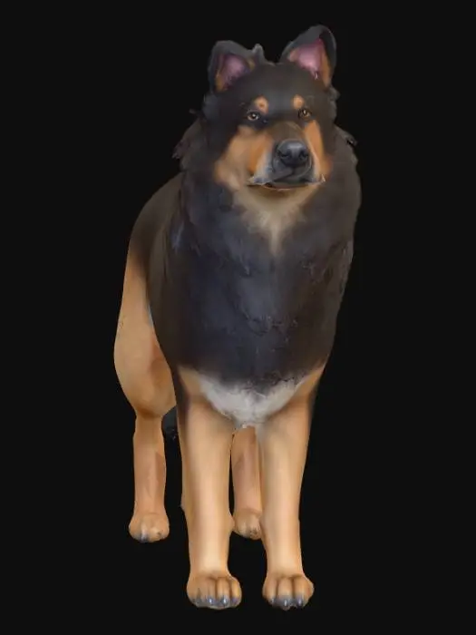 3D model for Ultra realistic ultra detail dog of a herding class breed. Ultra high quality realistic textures. Solid infill.