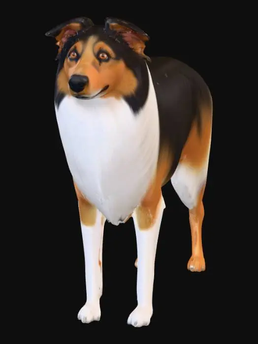 3D model for Ultra realistic ultra detail dog in the collie family breed. Ultra high quality realistic textures. Solid infill.