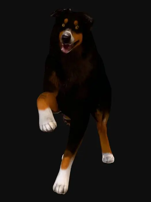 3D model for Photorealistic Australian Shepard in an action pose. Proper proportions. Highly detailed. High quality photorealistic textures. Solid infill.