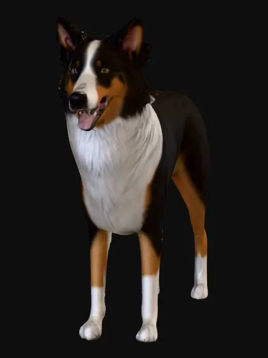 3D model for Photorealistic Australian Shepard in an action pose. Proper proportions. Highly detailed. High quality photorealistic textures. Solid infill.