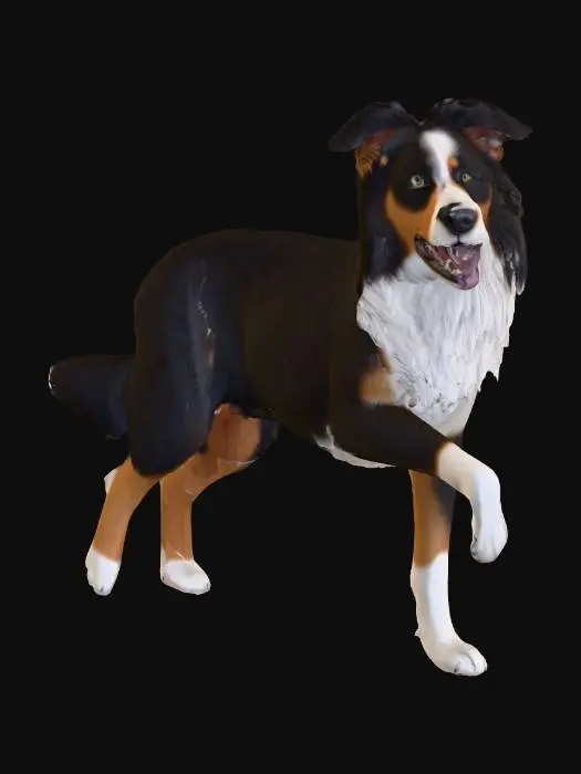 3D model for Photorealistic Australian Shepard in an action pose. Proper proportions. Highly detailed. High quality photorealistic textures. Solid infill.