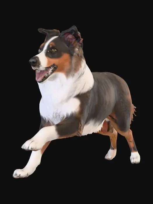 3D model for Photorealistic Australian Shepard in an action pose. Proper proportions. Highly detailed. High quality photorealistic textures. Solid infill.
