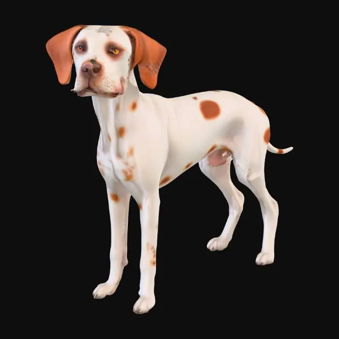 3D model for Ultra realistic ultra detail dog of a pointer class breed. Ultra high quality realistic textures. Solid infill.