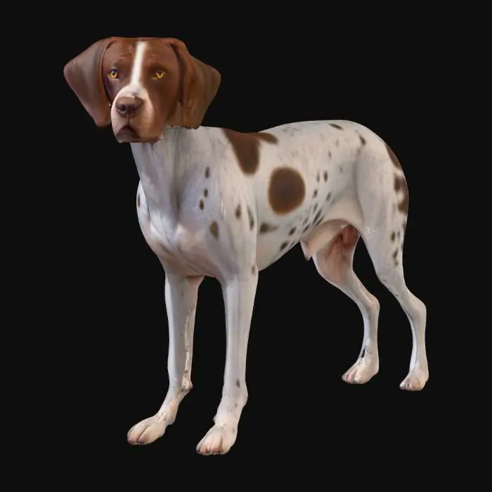 3D model for Ultra realistic ultra detail dog of a pointer class breed. Ultra high quality realistic textures. Solid infill.