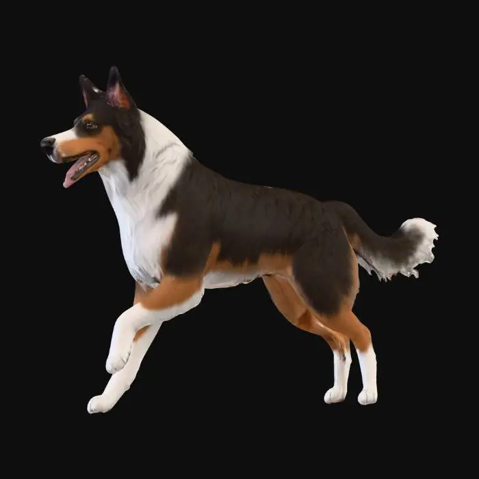 3D model for Photorealistic Australian Shepard in an action pose. Proper proportions. Highly detailed. High quality photorealistic textures. Solid infill.