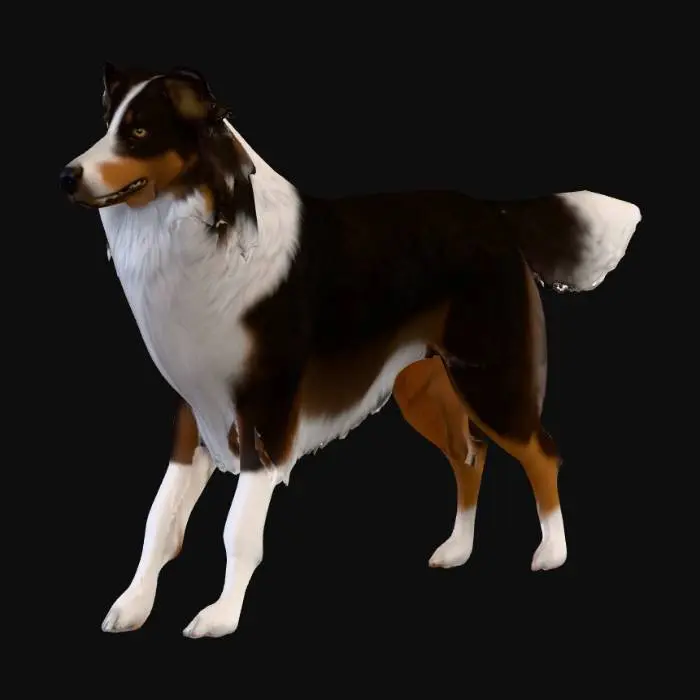 3D model for Photorealistic Australian Shepard in an action pose. Proper proportions. Highly detailed. High quality photorealistic textures. Solid infill.