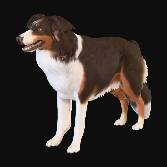 3D model for Photorealistic Australian Shepard in an action pose. Proper proportions. Highly detailed. High quality photorealistic textures. Solid infill.
