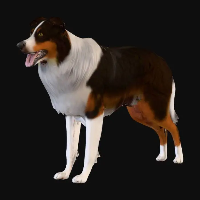 3D model for Photorealistic Australian Shepard in an action pose. Proper proportions. Highly detailed. High quality photorealistic textures. Solid infill.