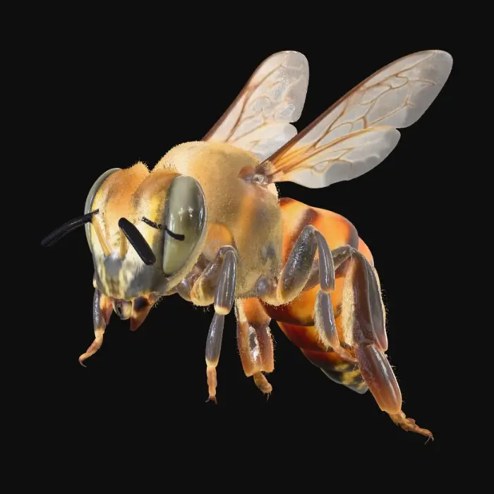 3D model for Buzzing Beauty Honey Bee