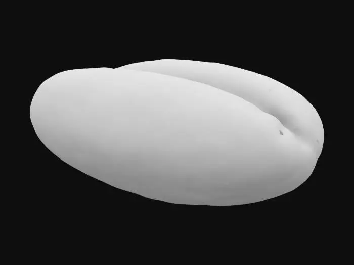 3D model for highly detailed photorealistic coffee bean