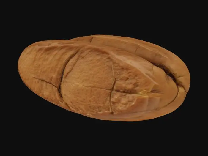 3D model for highly detailed photorealistic coffee bean