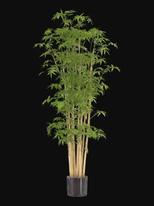 3D model for Bamboo Serenity