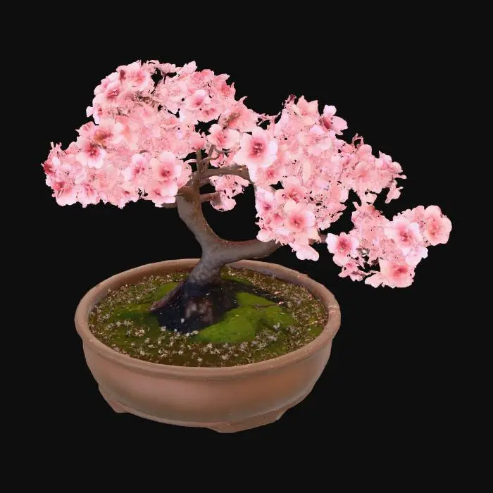 3D model for sakura bonsai 2