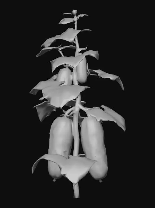 3D model for A Fully formed Cucumber plant. Large Cucumbers ready to harvest. Cucumber plant, dark green and flat leaves. Hyper-Realistic Stylized art style.