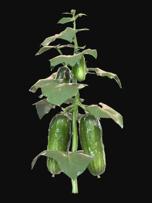 3D model for A Fully formed Cucumber plant. Large Cucumbers ready to harvest. Cucumber plant, dark green and flat leaves. Hyper-Realistic Stylized art style.