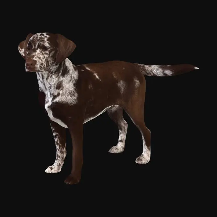 3D model for Speckled Pointer in the Field