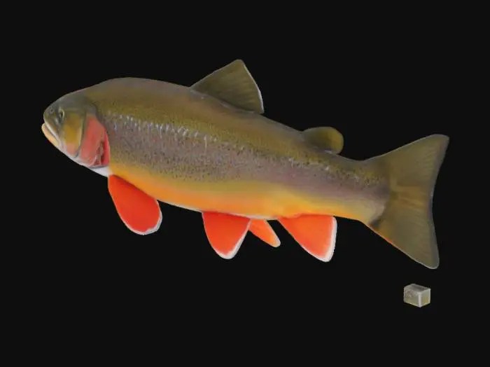 3D model for cutthroat trout