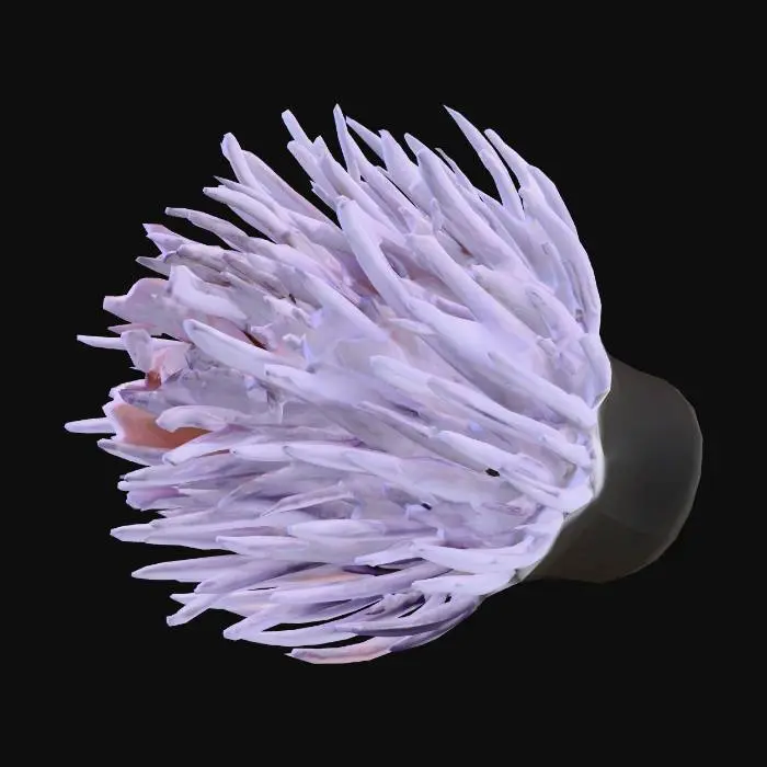 3D model for Sea Anemone Majesty