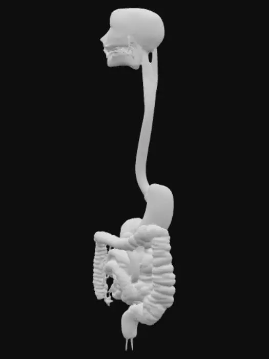 3D model for Digestive System Diagram