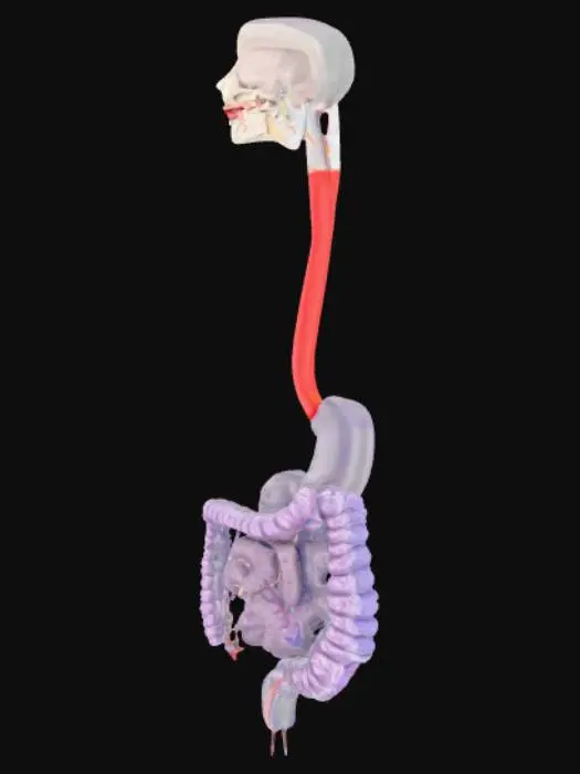 3D model for Digestive System Diagram