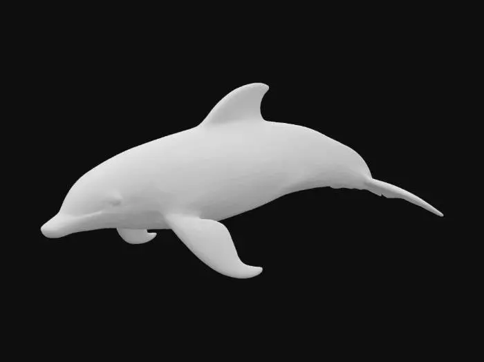 3D model for Realistic dolphin. #ocean#