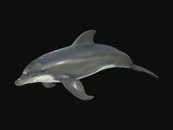 3D model for Realistic dolphin. #ocean#
