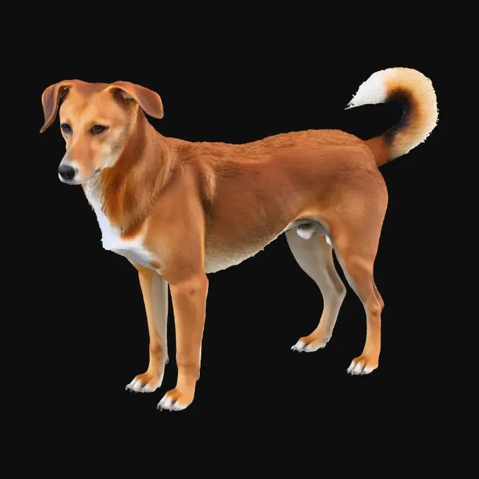 3D model for Caramelo