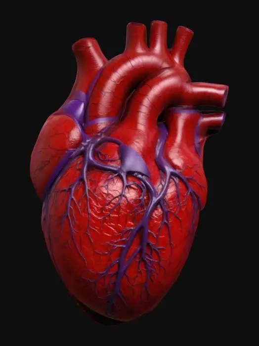 3D model for Anatomical Realistic Heart Model