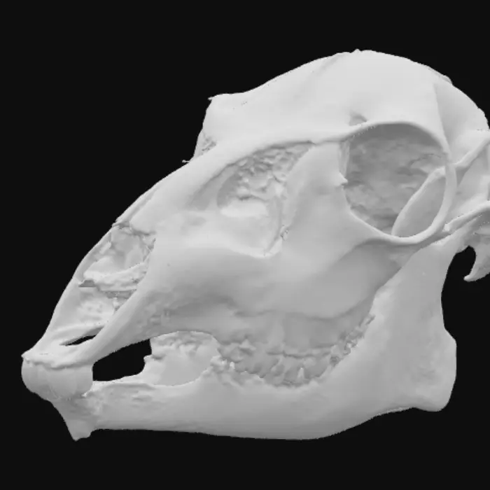 3D model for Bones of Twilight