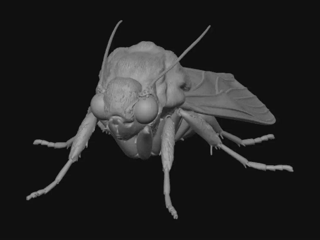 moth