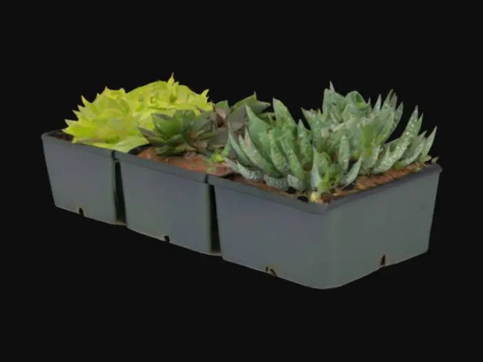 3D model for Succulent Collection
