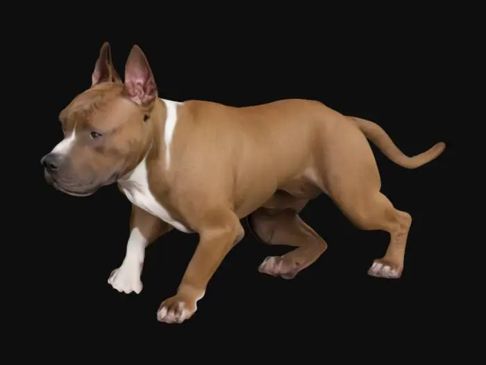 3D model for An American Staffordshire Terrier is medium-sized and muscular, with a broad chest, strong neck, and defined shoulders. Its short, glossy coat lies smooth against its athletic frame, highlighting toned muscles beneath. The wide head is powerful, with prominent cheeks, a short muzzle, dark almond-shaped eyes, and small, folded ears. Its body posture radiates confidence, supported by sturdy, well-balanced legs ending in compact paws, giving an overall impression of strength and agility.