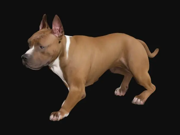 3D model for An American Staffordshire Terrier is medium-sized and muscular, with a broad chest, strong neck, and defined shoulders. Its short, glossy coat lies smooth against its athletic frame, highlighting toned muscles beneath. The wide head is powerful, with prominent cheeks, a short muzzle, dark almond-shaped eyes, and small, folded ears. Its body posture radiates confidence, supported by sturdy, well-balanced legs ending in compact paws, giving an overall impression of strength and agility.